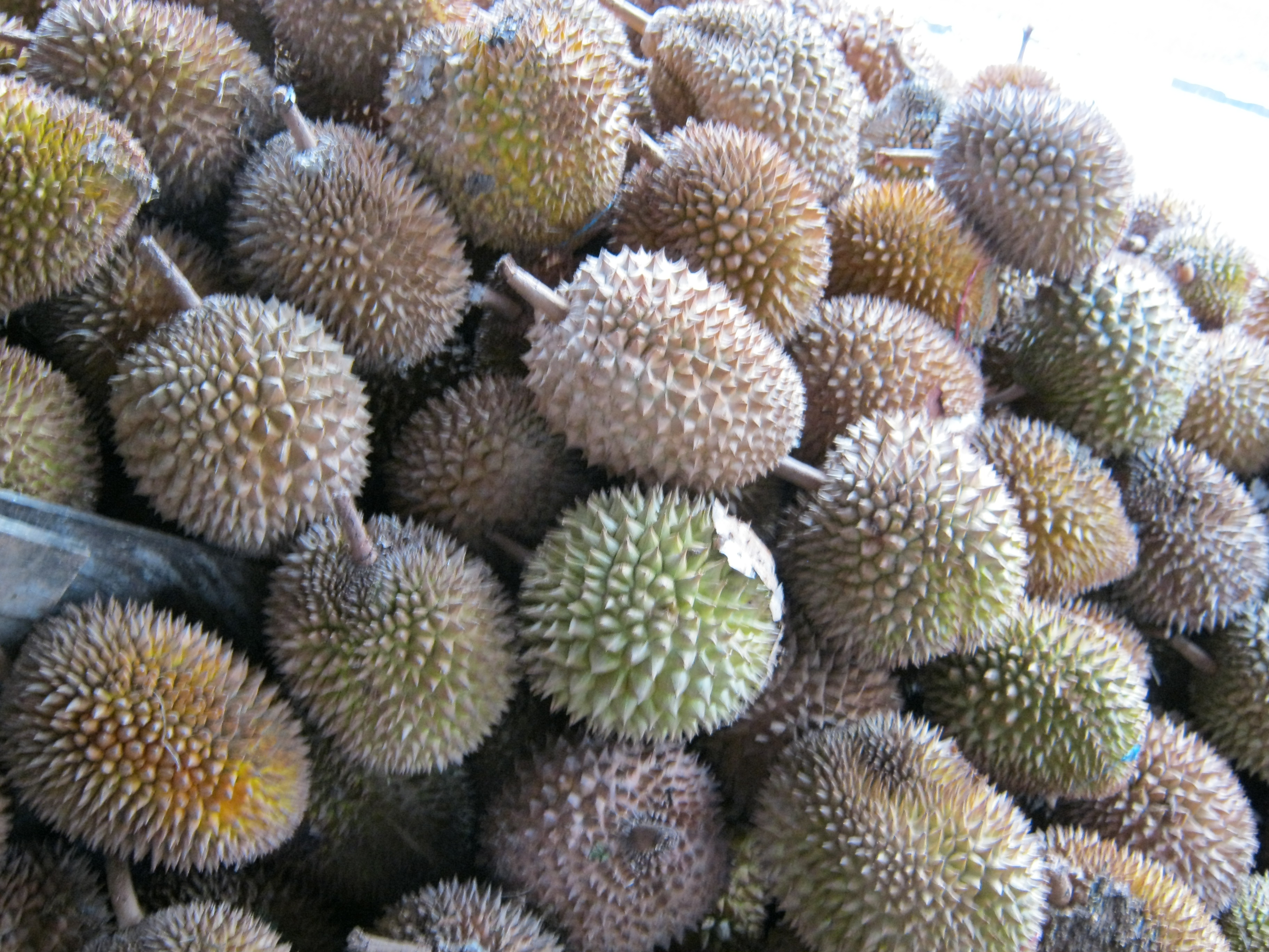 Unduh 560 Gambar Durian Palembang Paling Bagus 